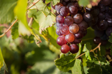Weintrauben in der Abendsonne