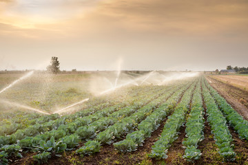 irrigation of vegetables - obrazy, fototapety, plakaty