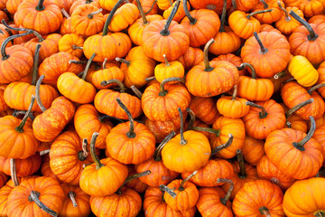 Halloween pumpkin raw background