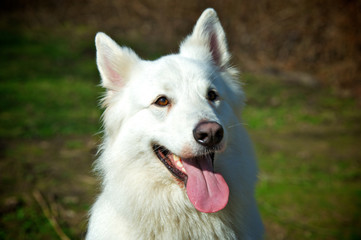 white sheepdog headshot