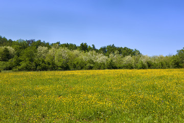 Pré, prairie, campagne, vert, nature, verdure, saison, été