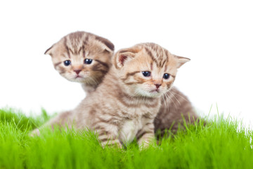 Obrazy na Szkle  dwa brytyjskie kocięta na trawie