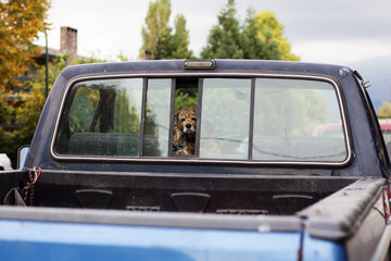 doggie in truck window parked in urban neighborhood