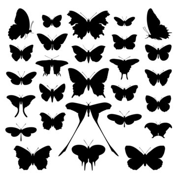 Butterflies silhouette set. Vector.