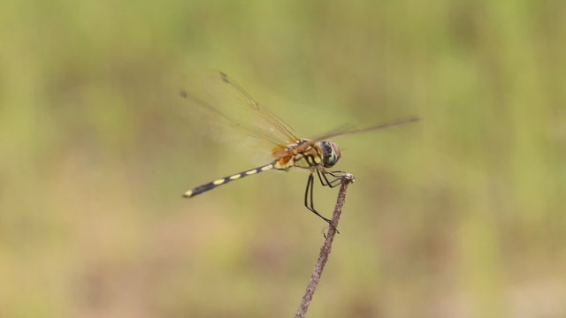Dragonfly in windy day