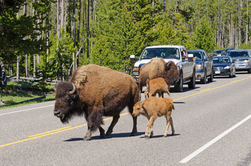 Bisons crossing the highway in Yellowstone National Park © Ralf Broskvar