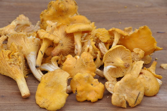 girolles