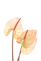 Pink Anthurium on white background with copy space