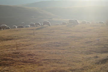 sheep eating grass in sunlight rays