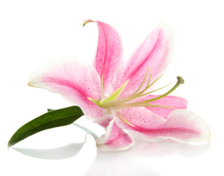 beautiful pink lily, isolated on white