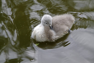 Höckerschwan-Küken