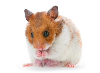 Red and white hamster