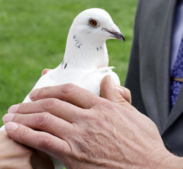 Белые голуби в руках молодоженов