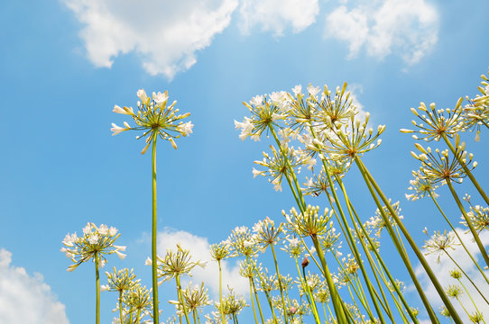 White lilies on blue sky in spring