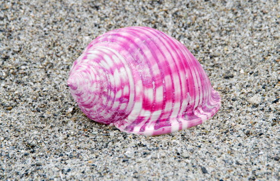 Pink sneak shell