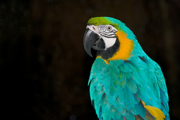 Portrait of Parrot