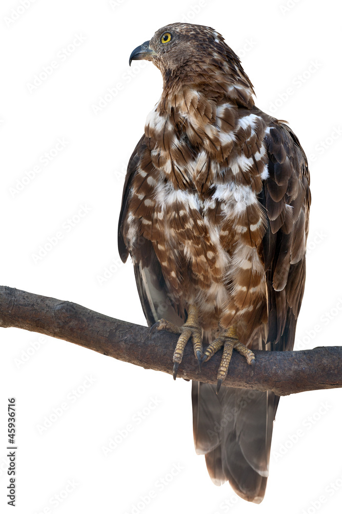 Poster isolated falcon on tree branch