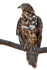 isolated falcon on tree branch