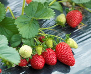 Agriculture farm of strawberry field.