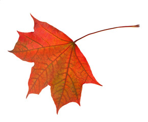 single isolated orange fall maple leaf