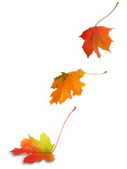 three falling multicolor autumn maple leaves
