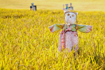 Scarecrow on the rice field