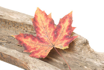 Red fallen leaf