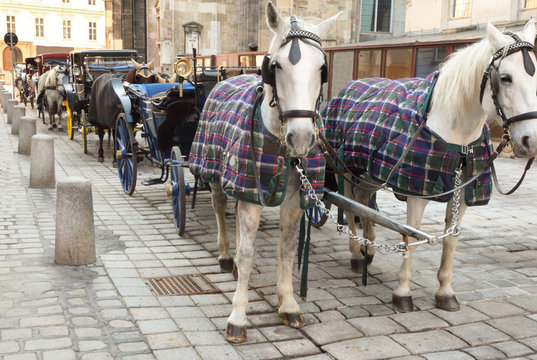 Many horses in cape with open carts, coaches on pavement street