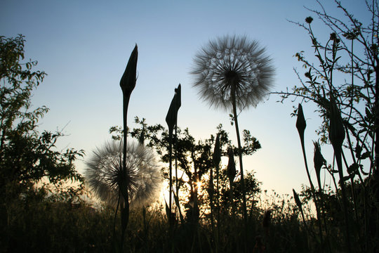 Fototapeta dandelions