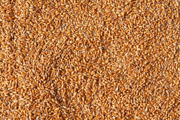 Grains of wheat in closeup
