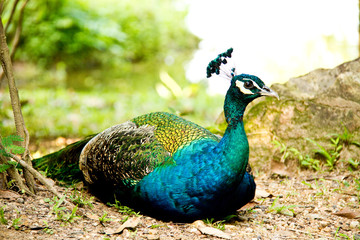 Blue peacock sitting