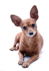 Obraz premium Miniature Pinscher