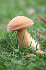 Boletus edulis  in the grass
