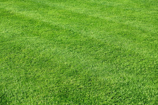 Green grass background