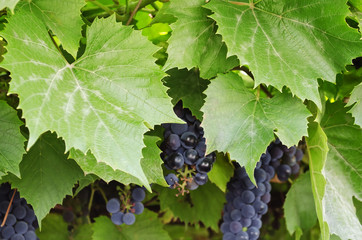 Bunch of red grapes with leaves