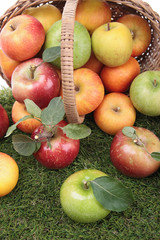 apples