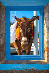 Donkey looking threw window frame Greek Island - obrazy, fototapety, plakaty
