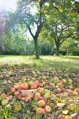 pommes jonchant le sol