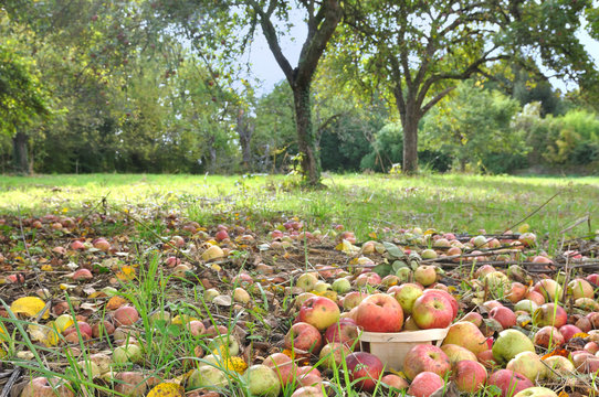 Pommes Du Verger