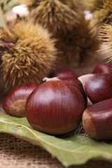close up on chestnut