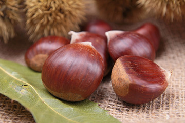 close up on chestnut