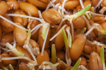 Sprouted grains of wheat closeup