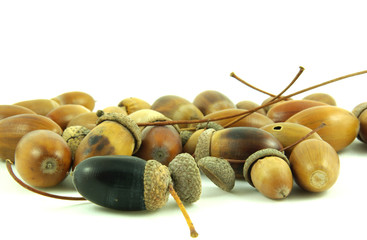 Dried acorns with white background