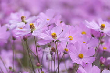 Obraz premium Pink flowers