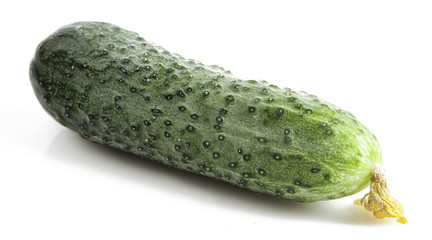 cucumber with yellow flower