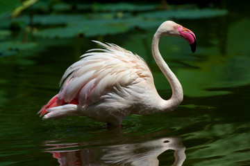 flamant rose du chili