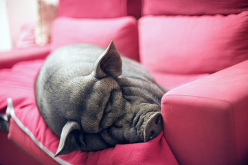 black piggy on sofa