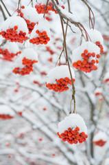 Rowan tree in the snow