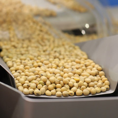 Closeup of soybean production in the rails