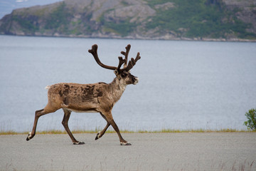 Fototapeta premium Wild reindeer running, Scandinavia